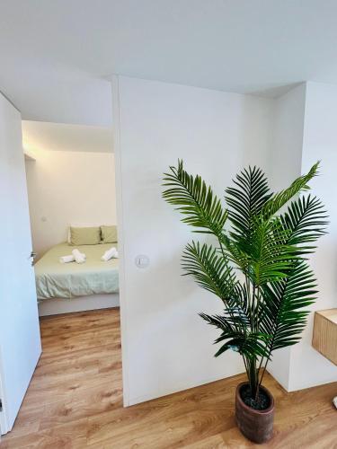 a palm tree in a room with a bedroom at Loft City Center Viana in Viana do Castelo