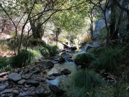 a stream with rocks and trees in a forest at Casa Manel d'Anita in Alge