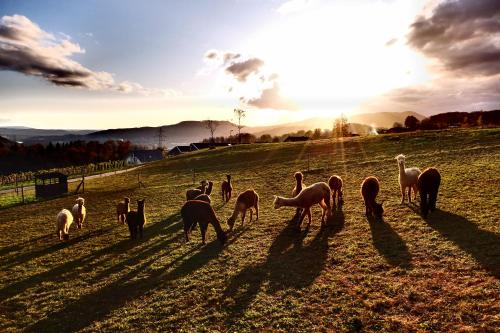 a herd of sheep grazing in a field at Prophetengut - die Perle im Jurapark in Habsburg