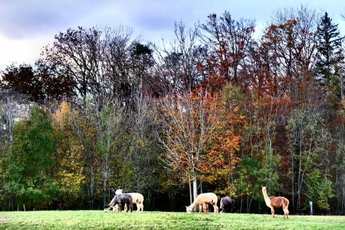a group of animals grazing in a field at Prophetengut - die Perle im Jurapark in Habsburg