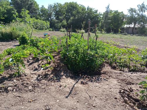 a garden with a bunch of plants in a field at Koca Kapı Konaklama in Yeşilova