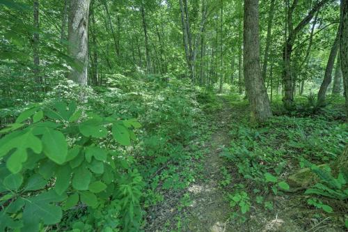 a dirt trail in a forest with trees and plants at Private Fire Pit and Creek Bryson City Retreat! in Bryson City
