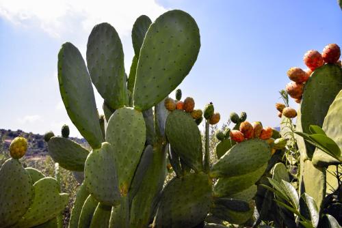 a green cactus with red berries on it at La Maison Galu' in Itri
