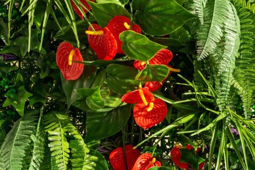 a group of red flowers on a plant with leaves at Studio AppartHôtel OCEAN 7, Plage, Piscine, Terrasse in Biarritz