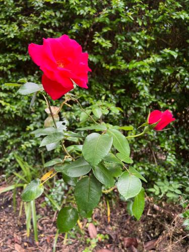 Deux roses rouges poussent sur une plante dans l'établissement Rosa do Canto, à Monte