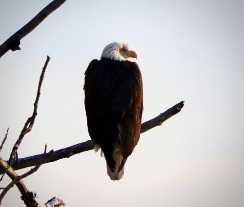 a bird is sitting on a tree branch at Luxury Living at The Eagles Perch Palmer AK in Palmer
