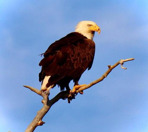 a bald eagle perched on a tree branch at Luxury Living at The Eagles Perch Palmer AK in Palmer