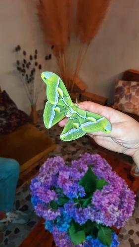 クタイシにあるInaisi Hotelのギャラリーの写真