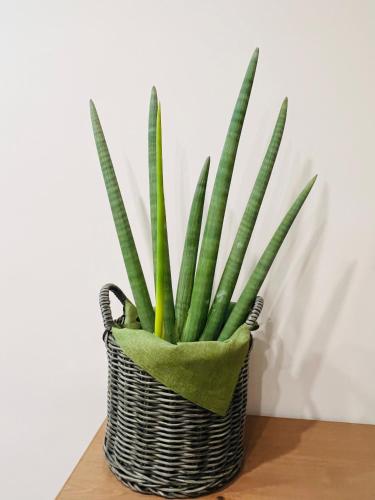 a plant in a wicker basket sitting on a table at Adream in Pescara