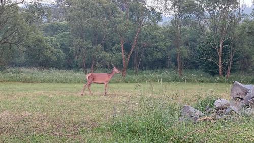 a deer walking in a field of grass at Sarnie wzgórze Sucha Beskidzka sauna jacuzzi in Kuków