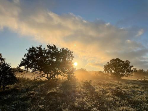 two trees in a field with the sunset in the background at DONNAPAOLA MODERN FARM in Altamura
