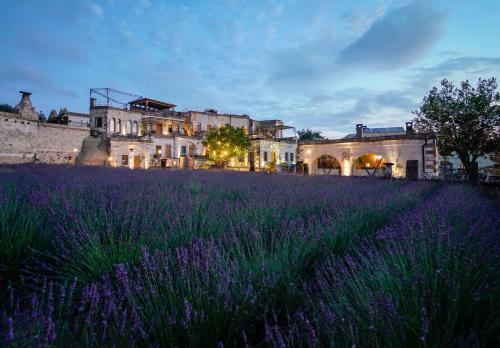 a field of purple lavender in front of a building at Design Cave Hotel in Göreme