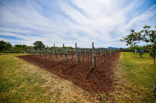a field with a row of vineyards at Country house Oasis with private tennis court in Sveti Filip i Jakov
