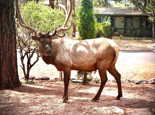a deer with large horns standing next to a tree at Hidden Gem Retreat in the Heart of Payson in Payson