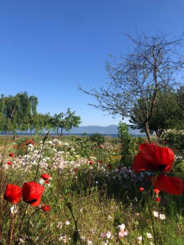 a field of poppies and other flowers in a field at Home on Iznik Lake with its own Private Beach in Bursa
