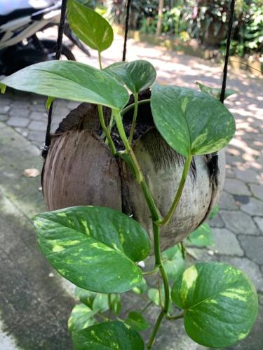 a plant with green leaves in a hanging basket at Coliving Bali SWEET HOME Kost Lengkap di Tabanan Kota in Tabanan