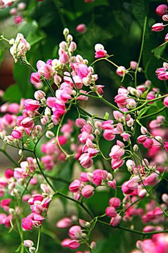 a bunch of pink flowers on a plant at Bungalow Mat Hj Limah in Alor Setar