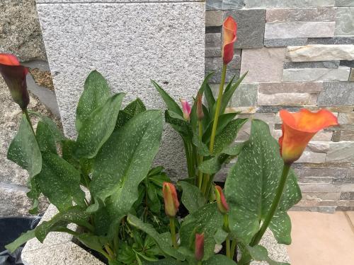 a plant with orange flowers and green leaves at Casa Vilarousa in Villanueva de Arosa