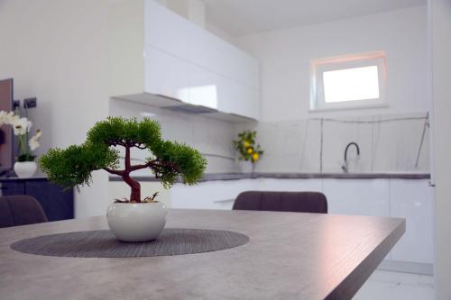 a bonsai tree sitting on a table in a kitchen at Apartmani Magić in Jalžabet