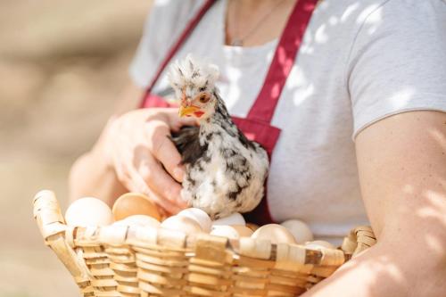 a person holding a chicken in a basket of eggs at Casa Agricola da Levada Eco Village in Vila Real