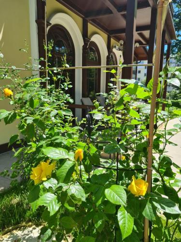 Zahrada ubytování Villa Musik - apartments in historical Villa , Baden