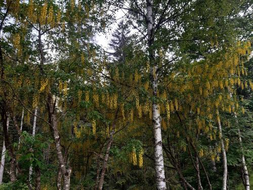 a tree with yellow leaves on it in a forest at Casa Vacanze Cillà in Comano Terme
