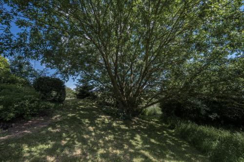 a large tree in the middle of a field at Ferienwohnung Schwalbennest in Weinsheim