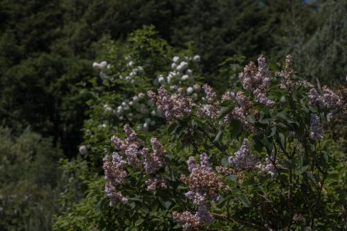 a bush of purple flowers with trees in the background at Ferienwohnung Schwalbennest in Weinsheim