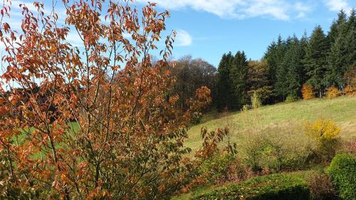 a grassy hill with trees in the background at Ferienwohnung Schwalbennest in Weinsheim