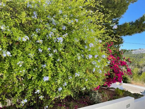 Κήπος έξω από το Es Queixal - Can Canet con piscina exterior climatizada