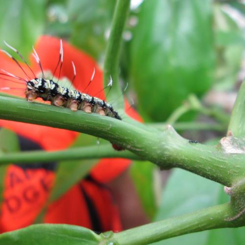 a caterpillar is sitting on a red flower at Sabalo Lodge Tours and Cabins in Sierpe