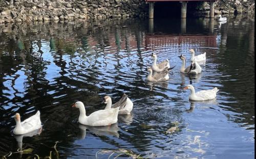 a group of ducks swimming in the water at Unwind Island in West Palm Beach
