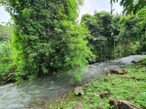 um rio no meio de uma floresta em Malulee KhaoSok Resort em Parque Nacional de Khao Sok