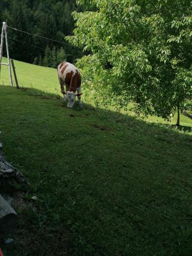 a cow grazing in a field of grass at Jurček Holiday Home in Kotlje