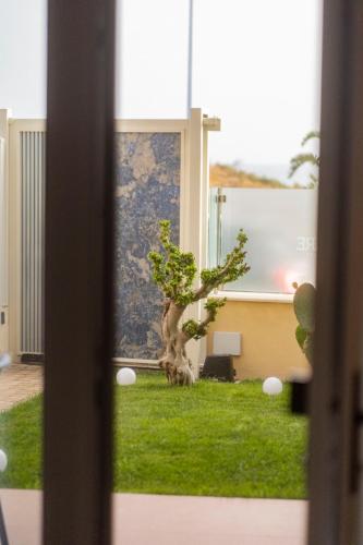 a bonsai tree in the yard of a house at Ammare rooms in Agrigento