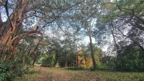a forest filled with trees and a dirt road at Klov Resort & Spa in Wayanad