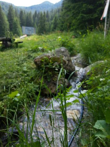 a stream of rocks and grass in a field at Хижа Ловна в Рила in Panichishte