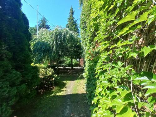 a path in a garden with green plants at Avalon Połchowo in Kamień Pomorski