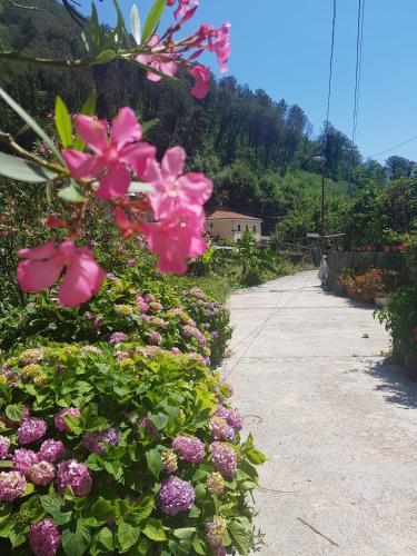 a garden with pink flowers on a sidewalk at Casa Nonna Anna in Maiori