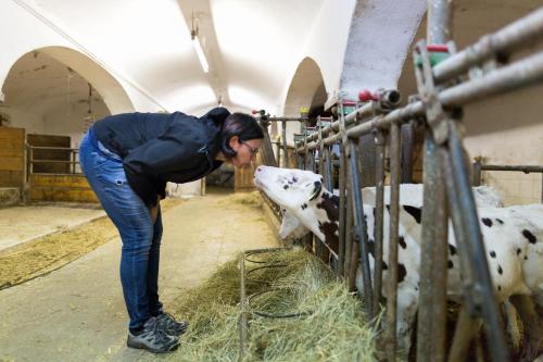 a woman bending over to feed cows in a barn at ERLEBNISBAUERNHOF Steinerhof in Kärnten in Liebenfels