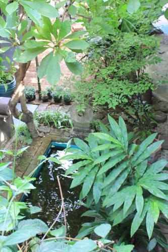 a small pond in a garden with plants at The Riverside Guest House in Lampang