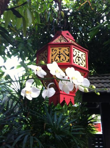 a red bird feeder with white flowers on a tree at The Riverside Guest House in Lampang