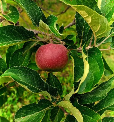 a red apple growing on a tree with leaves at The Shivdhaar Estate kud'Patnitop in Kūd