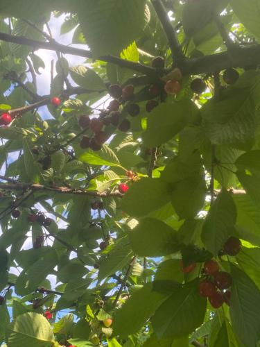 a tree with lots of green leaves and red berries at Anita in Kristianstad