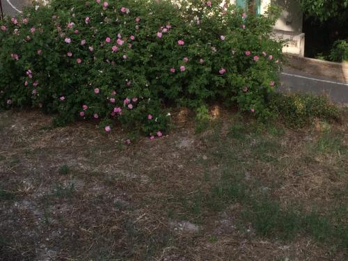a bush filled with pink roses in a yard at AYIOS NICOLAOS RIVER PARK in Perapedhi