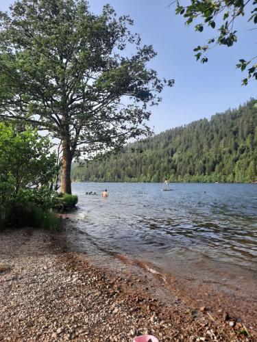 a group of people swimming in a lake at Au Cœur des Lacs - Chambres d'hôtes in Gérardmer