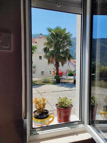 a window with a view of a palm tree at Apartments Željka-Dobrota in Kotor