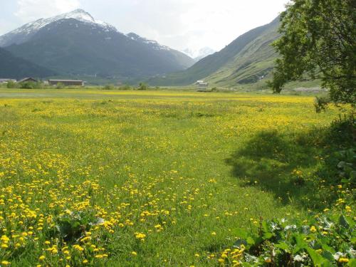 a field of yellow flowers with mountains in the background at Gasthaus Skiklub in Andermatt