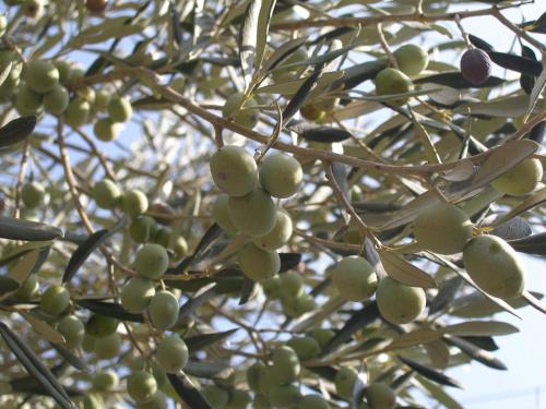 a bunch of green olives growing on a tree at Diamanti Molivos Studios & Apartments in Mithymna