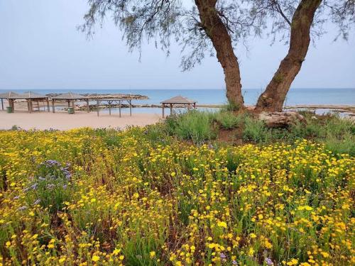 ein Blumenfeld mit einem Baum und einem Strand in der Unterkunft שדות וים in Schawe Zion